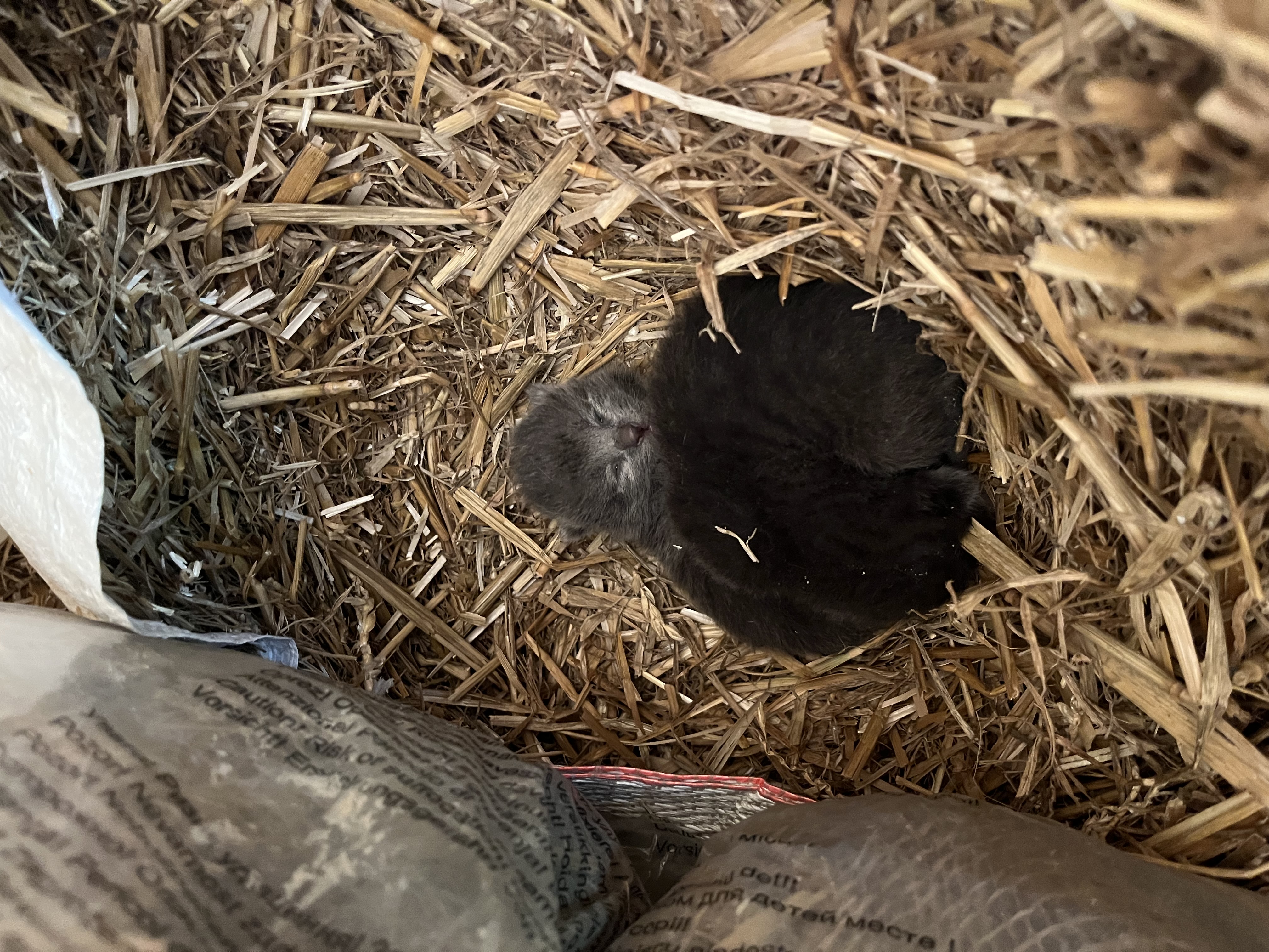 Article 19 : Chatons et préparation des façades